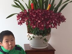 -新湖明珠城