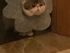 -灵美宠物诊所