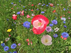 -塞罕坝国家级自然保护区