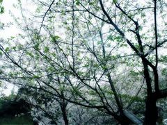 -武汉大学-樱园