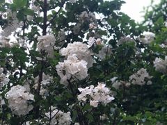金凤茶王-喜茶(上海兴业太古汇店)