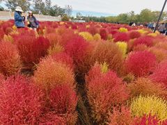 -天津东丽湖风景区