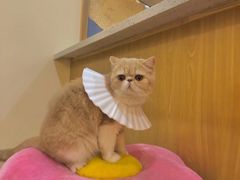 -滚猫咖啡·猫咖·猫友好撸猫(未来城店)