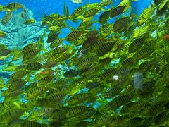 -芜湖新华联大白鲸海洋公园