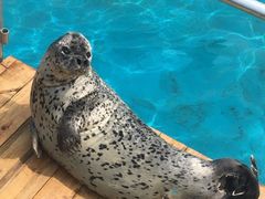 -秦皇岛乐岛海洋王国