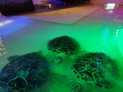 -华夏文旅海洋公园