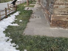 -洛阳白马寺