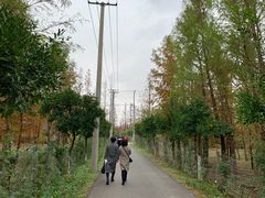 -上海长兴岛郊野公园