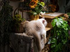 -共舞时光猫咖·狗咖(新街口店)