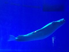 -芜湖新华联大白鲸海洋公园