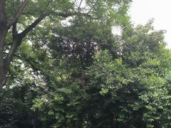 -武汉大学-樱园