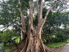 -中国科学院西双版纳热带植物园