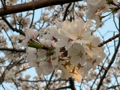 -高东镇樱花园