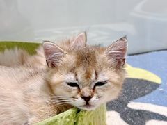 -babydoll猫舍·米努特·德文·缅因(久光中心店)