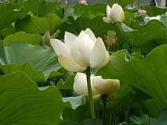 -小王府(什刹海店)