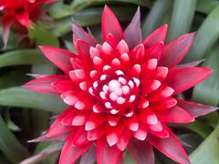 -上海鲜花港