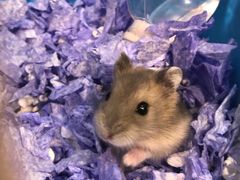 -Pets First伊珊娜洗护·精致美容·家庭式寄养(新会路店)