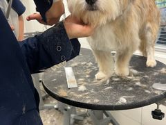 -帕帕拉兹宠物(亚洲旗舰店)