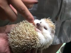 -藦茜花园宠物主题亲子互动体验馆(国顺东路店)