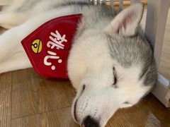 -Husky Go! 哈士奇体验馆·宠物咖啡厅狗咖
