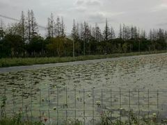 -上海长兴岛郊野公园