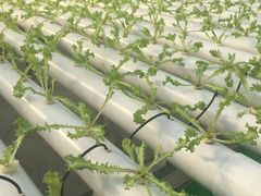 景点-兰陵国家农业公园