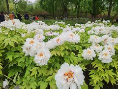 -莲花池公园