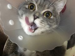 -瑞派·关忠动物医院·猫专科·犬专科(三环新城店)
