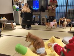 -逗柴咖啡屋·狗咖猫咖宠物桌游