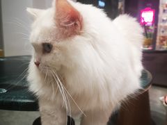 -瞄一喵猫咖(格力海岸店)