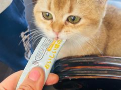 -猫小院猫主题餐厅(南锣旗舰店)