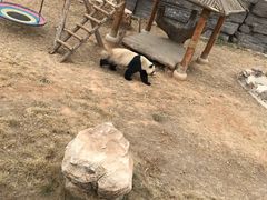 -石家庄市动物园