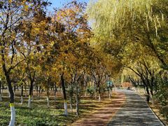 -大兴滨河森林公园