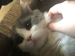 -猫腻·猫咖·撸猫馆(星光大道店)