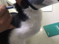 -思宇宠物医院