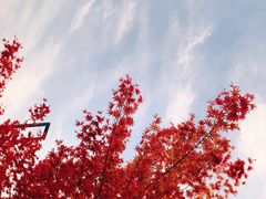 -合肥滨湖国家森林公园