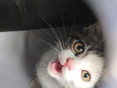 -宠爱国际动物医院· 猫科· 外科·中兽医(长白店)