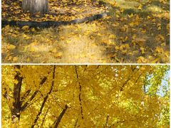 -西北湖绿化广场