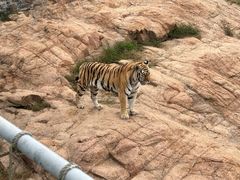 -西霞口神雕山野生动物世界