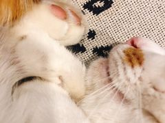 -平行世界·猫咖(首经贸店)