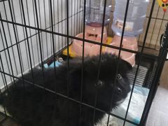 -伟伟宠物医院·CT影像中心·瑞派犬猫综合性门诊(汉口总院)