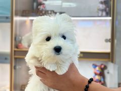 -翊宠yipet猫狗购宠庄园犬舍•猫舍