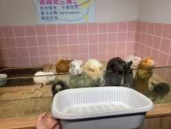 -Moni星球萌宠·小马宝莉·灵蛇·高端高阶全萌宠互动体验俱乐部(红豆国际广场店)