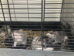 -大学城夜市大排档(凤栖路店)