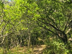 -阳台山自然风景区