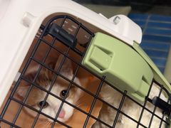 -伟伟宠物医院·CT影像中心·瑞派犬猫综合性门诊(汉口总院)