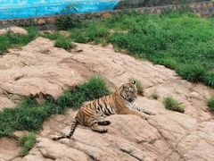 -西霞口神雕山野生动物世界