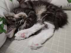 -猫大福·Fortune Cat猫舍(百子湾店)