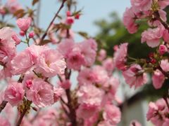 -天适樱花悠乐园
