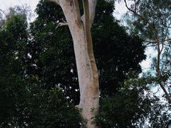 -中国科学院华南植物园